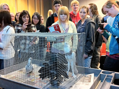 science day students examining pigeon diversity