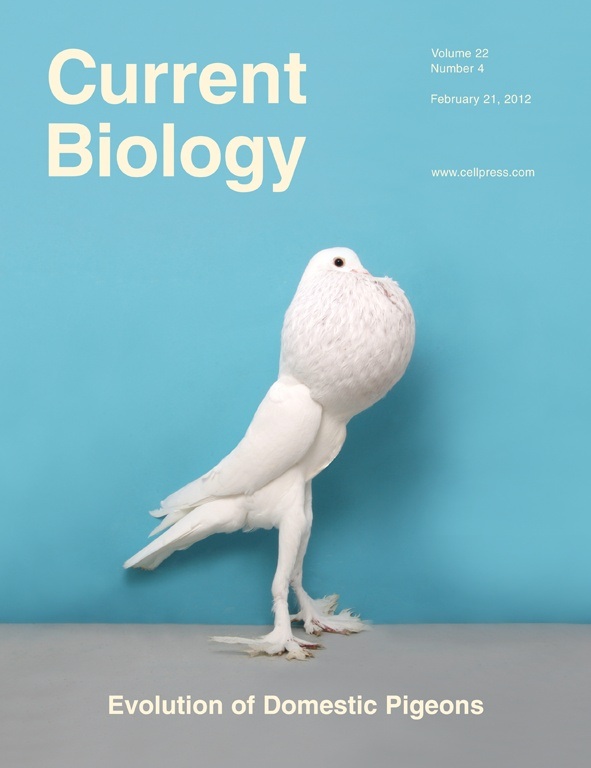 current biology cover of an english pouter