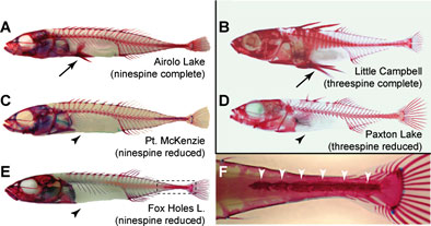 sticklebacks