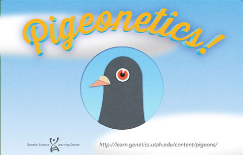 Pigeon Genetics Utah Game